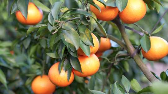 水果冻橙子汁丰收种植基地柑橘园农业扶贫