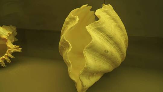 深海贝壳珍珠贝甲壳生物标本海螺视频素材模板下载