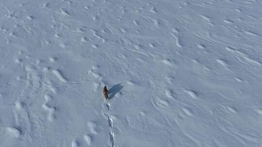 4K航拍雪地上狐狸跳跃奔跑