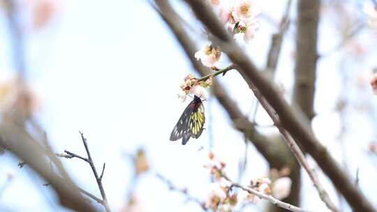 报喜斑粉蝶/蝴蝶在梅花上采蜜