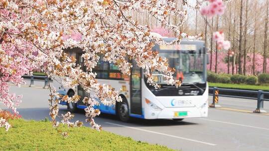 城市樱花