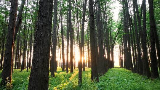 树林光影，阳光照进森林