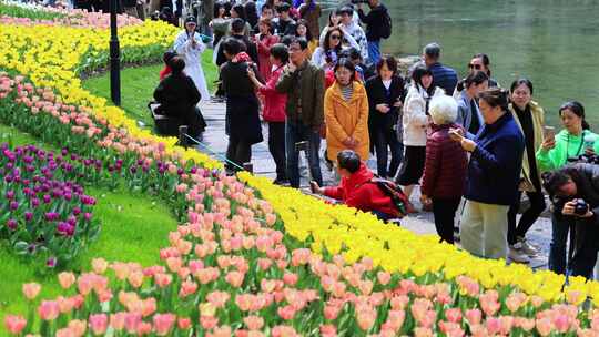 春天郁金香花丛盛开画面特写