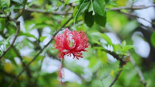 吊顶扶桑开花特写