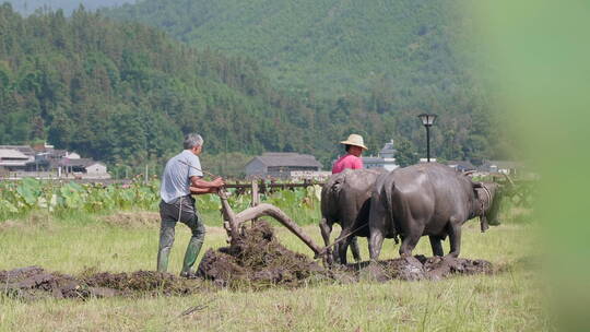 农村传统耕地方式，老牛耕地视频素材模板下载