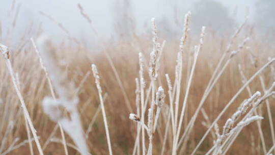 带霜的冬小麦