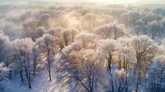 冬天大雪树林冬季风景冬日