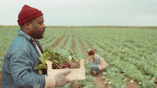 非洲裔美国农民带着一盒蔬菜穿过田野视频素材模板下载