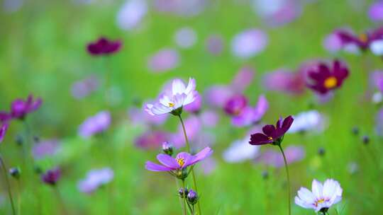 格桑花合集 格桑花海 野花盛开 格桑花升格