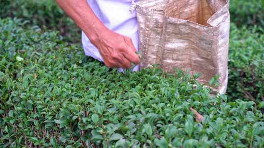 手在茶树间采摘茶叶的劳作画面