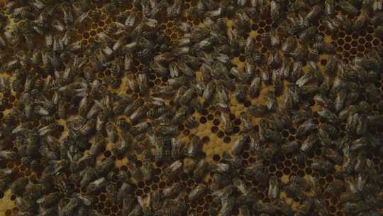 人工养殖蜜蜂视频素材模板下载
