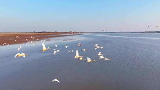 江西鄱阳湖湿地候鸟白鹤大雁