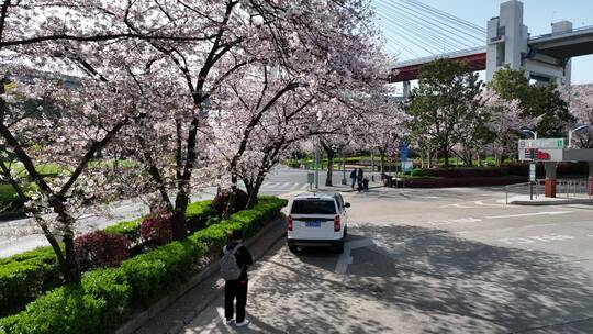 南浦大桥樱花