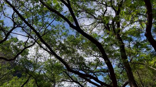 蓝天白云绿树林背景