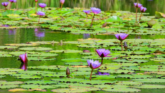 湿地公园风景莲花睡莲池塘湖景风光