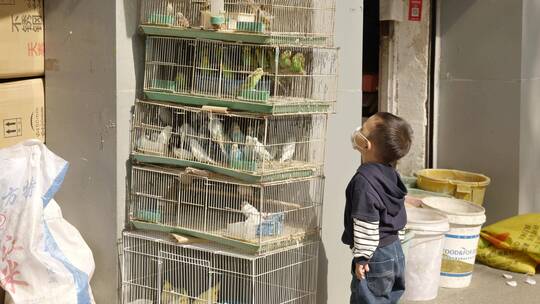 南京街头看鸟的儿童