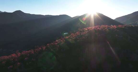 冬日大理无量山樱花谷日落茶园