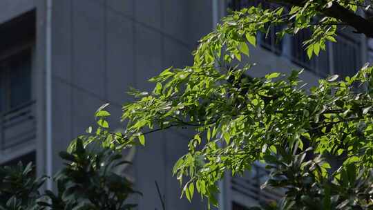 夏天午后阳光树叶视频素材模板下载