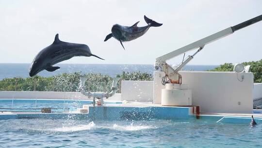 2K日本冲绳2只海豚跳跃入水02_00000000