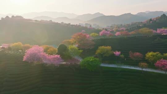 浙江湖州春日梅花梅园铁佛寺近景