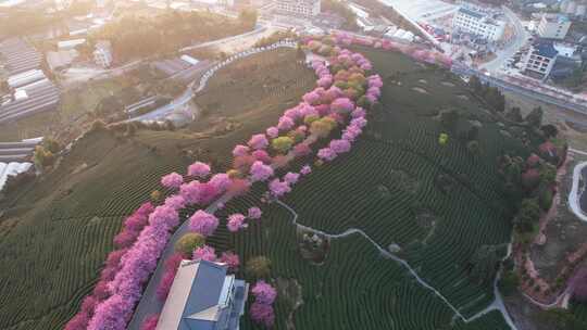 4K航拍福建龙岩台品樱花茶园