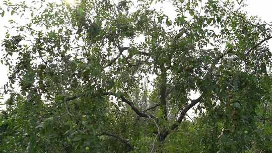 现代农业枣树大枣合集素材乡村振兴