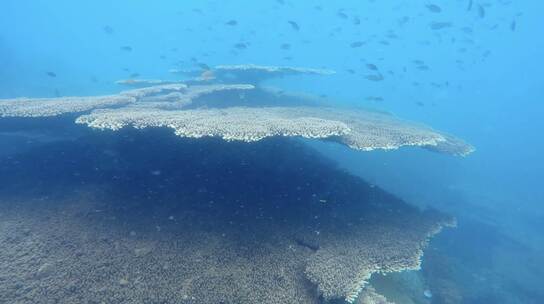 海底 珊瑚 鱼群 大片珊瑚礁 跟拍