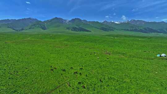新疆那拉提空中草原HDR航拍