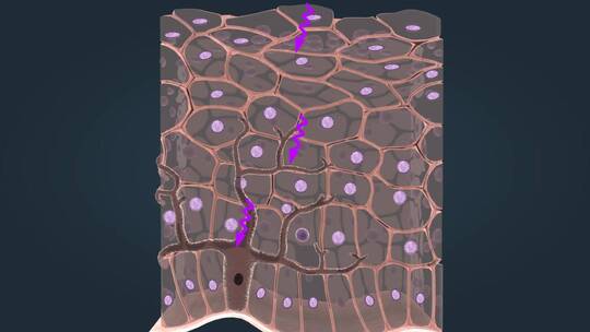 细胞 黑色素 紫外线 角化细胞 黑素细胞