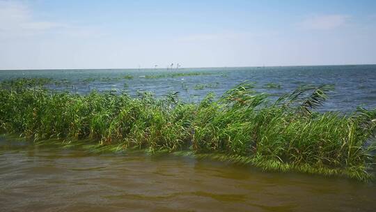 实拍 湖面 芦苇 自然风光 洞庭湖