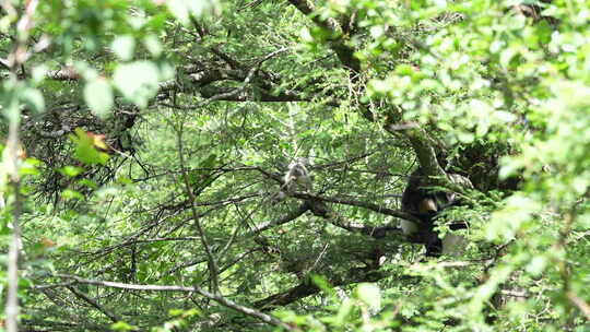 滇金丝猴野生动物动物园