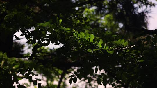 夏季绿色植物空镜