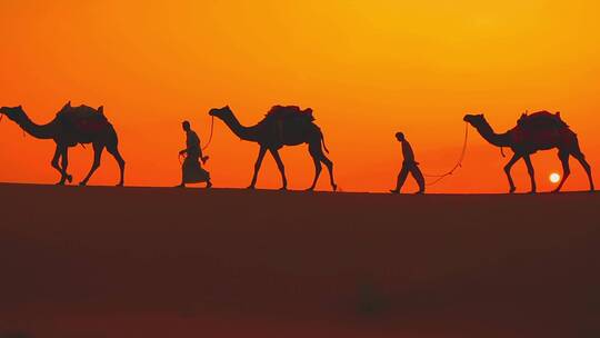 新疆沙漠骆驼在日落前的剪影慢动作升格逆光