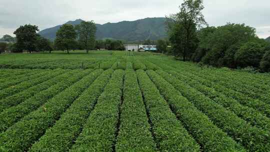 广西桂林尧山茶园