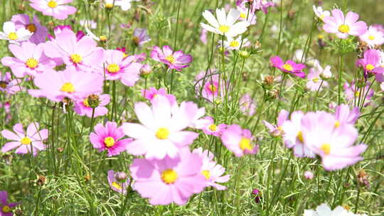 秋英波斯菊大波斯菊格桑花格桑梅朵