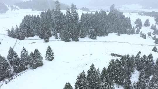 西藏林芝鲁朗林海雪原冬天乡村雪景风光航拍