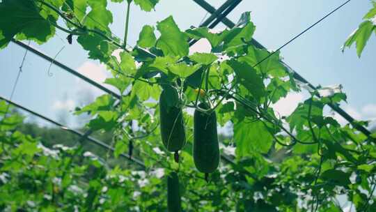 蔬菜大棚冬瓜丰收