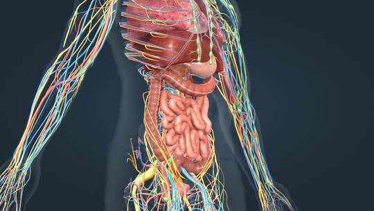 消化系统人体解剖肠道肝脏神经血液三维动画视频素材模板下载