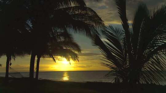 海边沙滩海浪椰子树