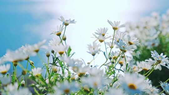 洱海边小雏菊