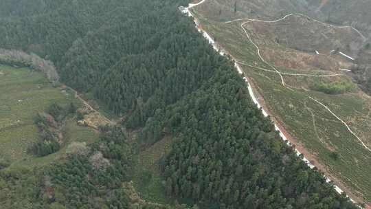 被改造成茶园茶山的山林山坡景色