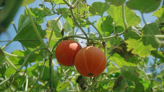 蔬菜大棚南瓜丰收