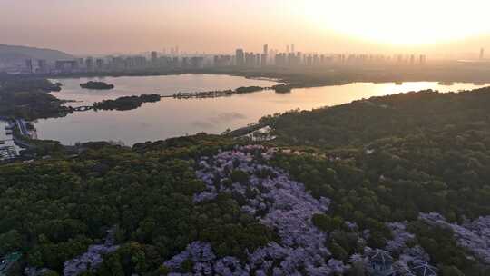 江苏 无锡 太湖 鼋头渚樱花 春天 旅游