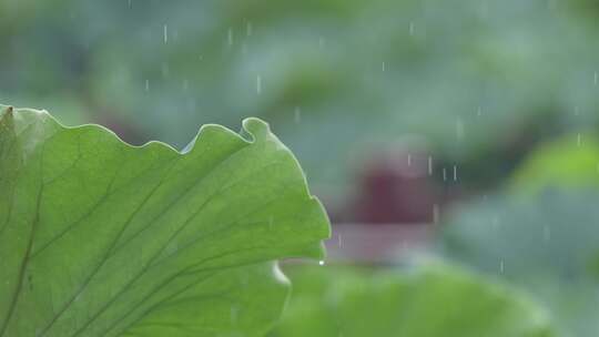 夏日唯美雨中荷花荷叶荷池荷塘雨荷4K素材