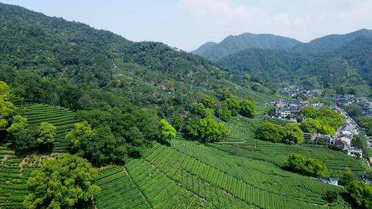 4k 航拍户外杭州高山茶园茶田自然风光