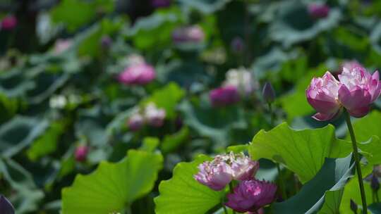 夏天池塘荷花莲花开放夏至立夏