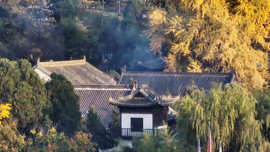 西安古观音禅寺银杏树航拍