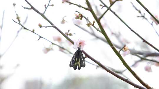 报喜斑粉蝶/蝴蝶在梅花上采蜜