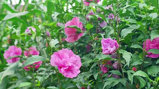 合集木槿花花朵花卉公园栽植栽培植物