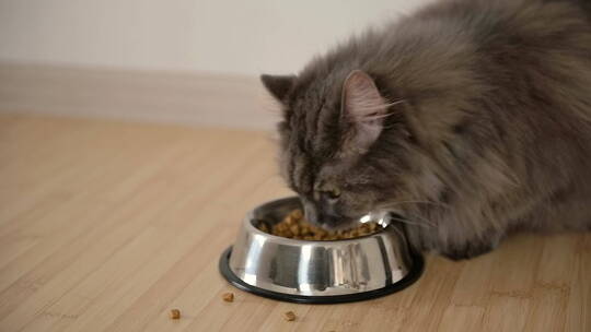 灰色猫吃食物的慢镜头视频素材模板下载